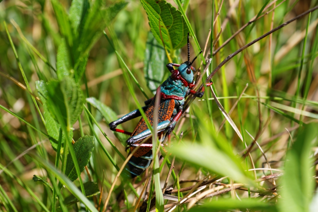 07 - Drankensberg NP (9).jpg